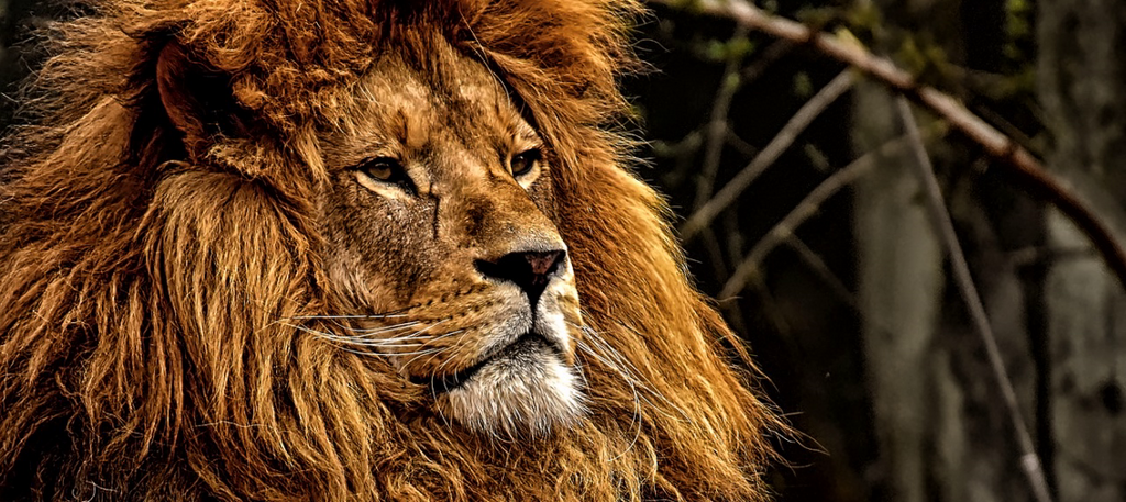 THE AFRICAN LION